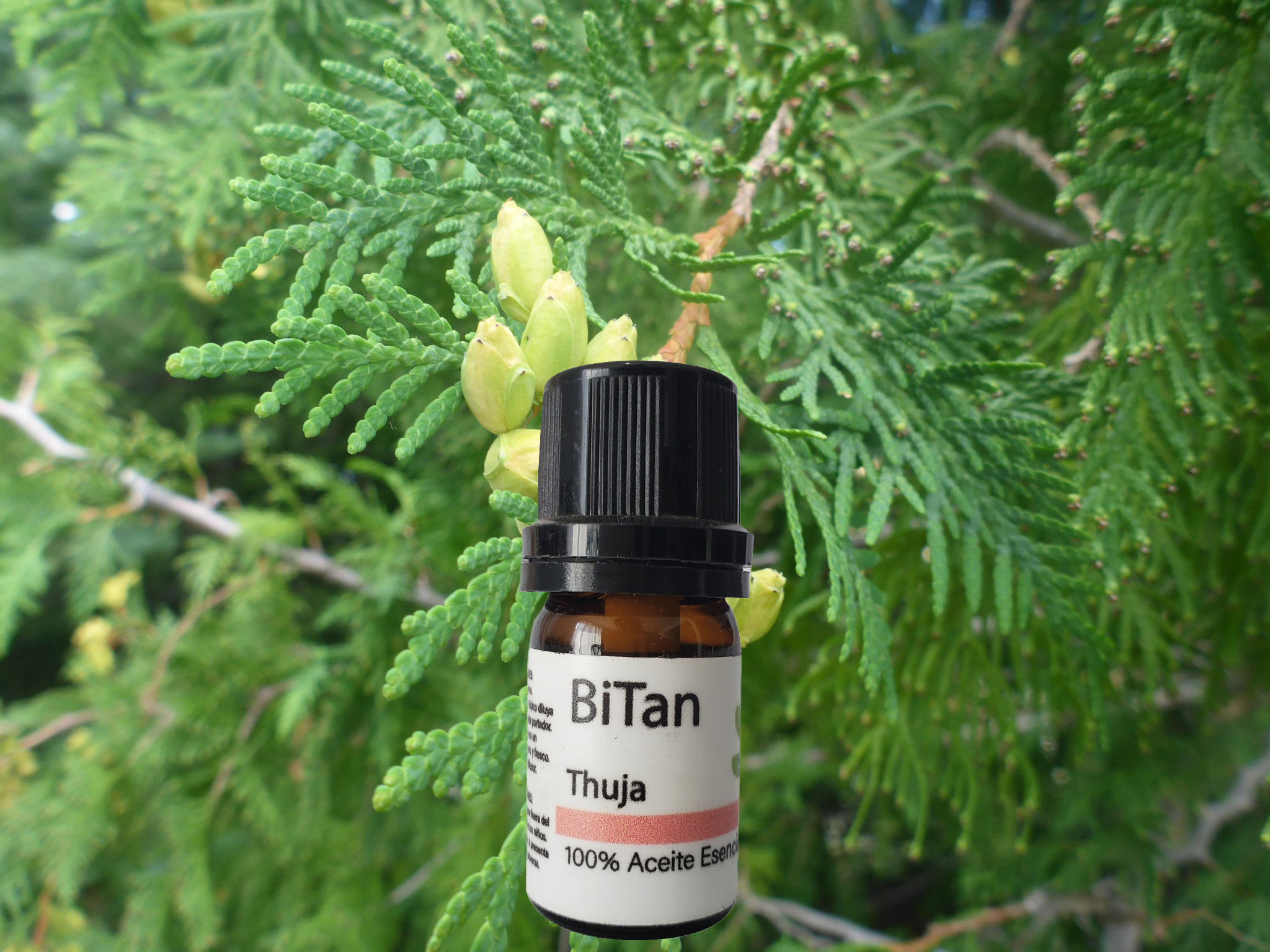 Bitan Aceite esencial Thuja 10 ml