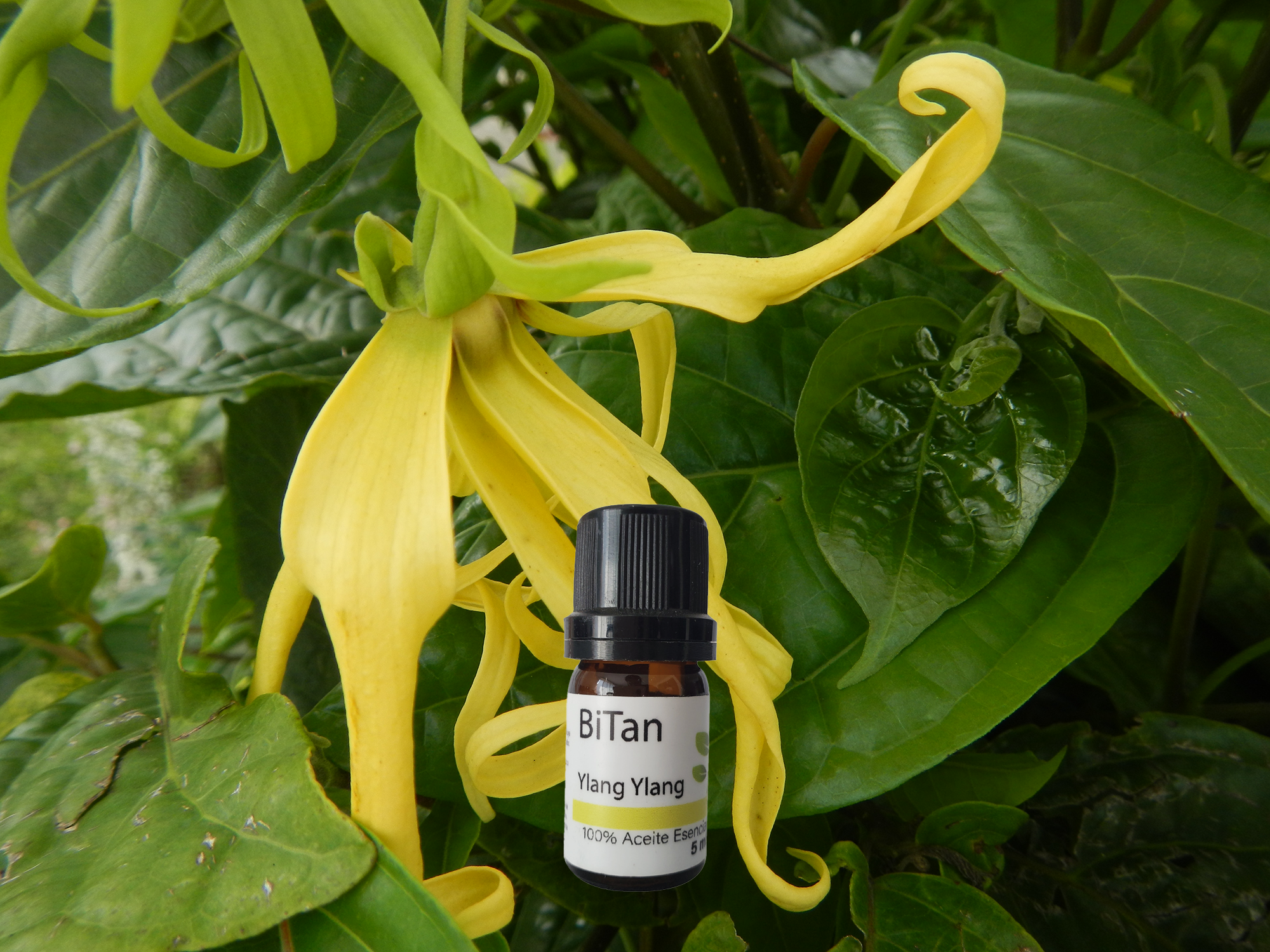 Bitan Aceite esencial Ylang Ylang 10 ml