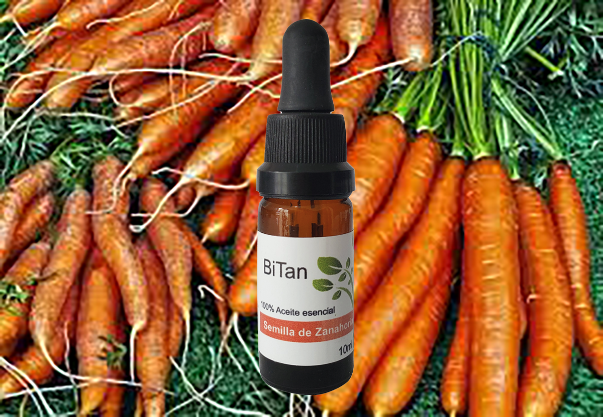 Bitan Aceite portador Semillas de Zanahoria 10 ml GOT